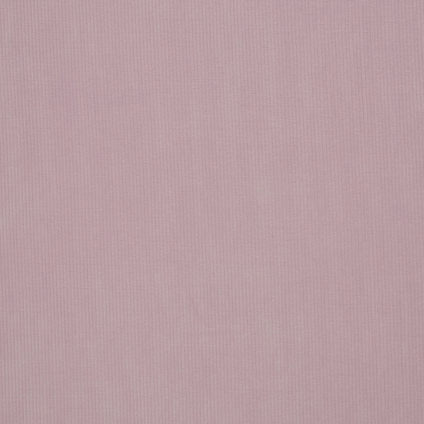 Cordjersey / Nicky Uni Juna von Swafing